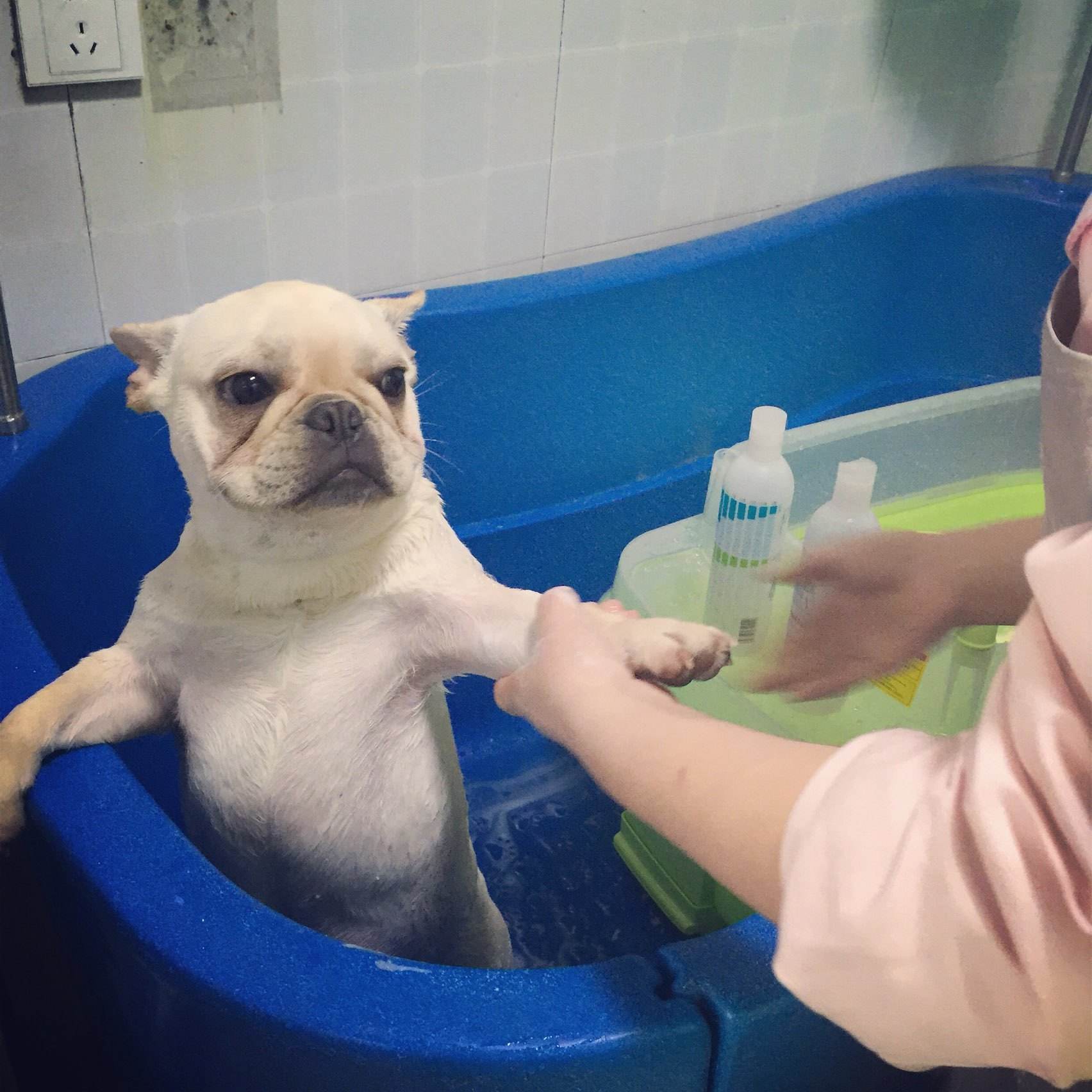 法斗掉毛厉害怎么办