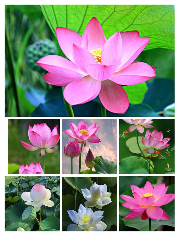 中国传统十大名花：梅兰竹菊牡丹茶花荷花桂花水仙