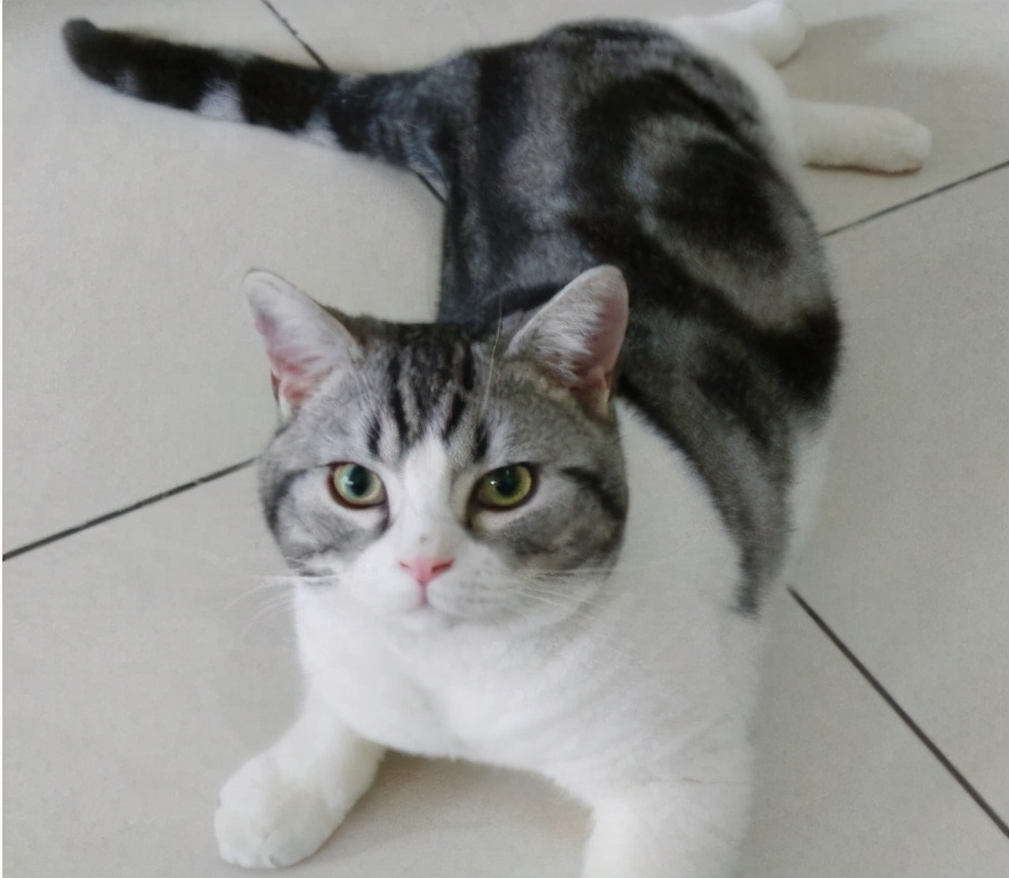 短尾猫多少钱一只(美国短毛猫) - 价格百科