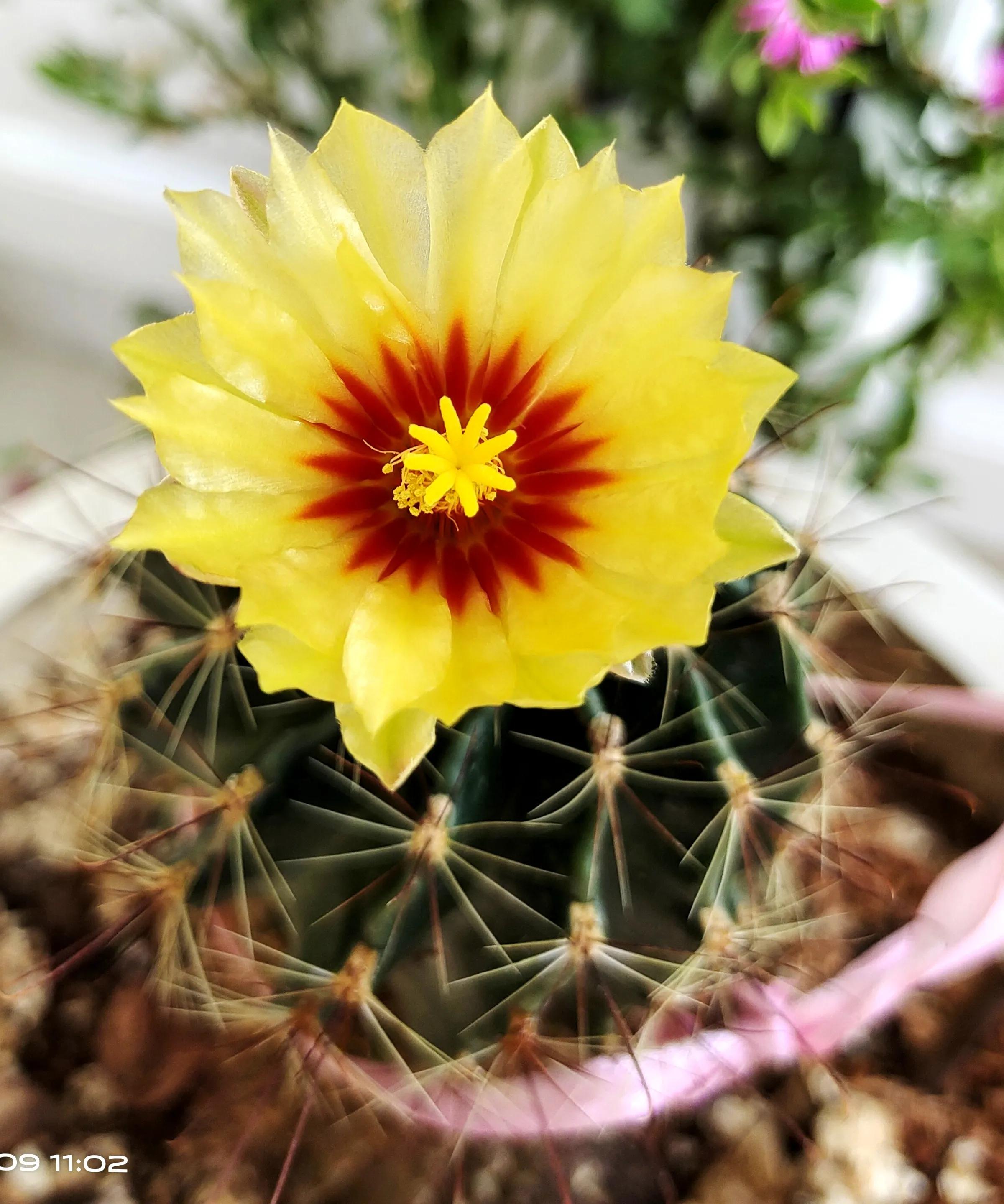 七绝 咏仙人球花八首