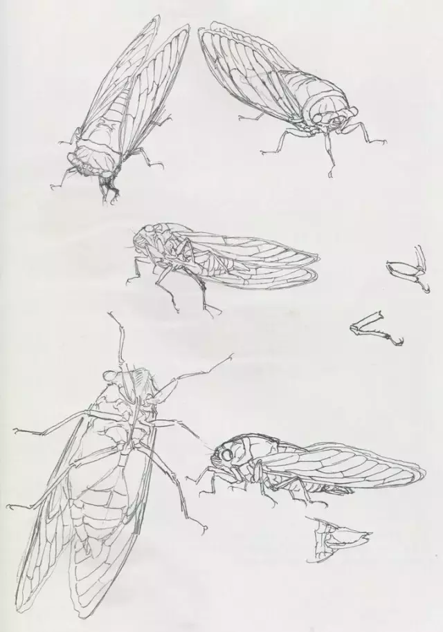 工笔没骨画技法的要点