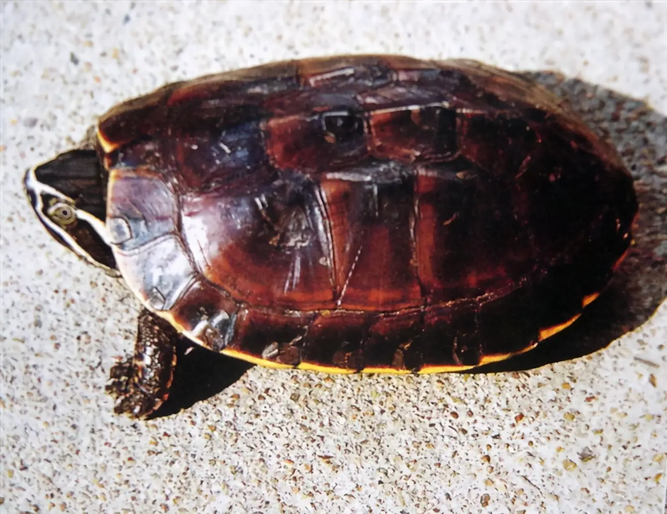 乌龟的种类图片及名称（乌龟的品种图片）