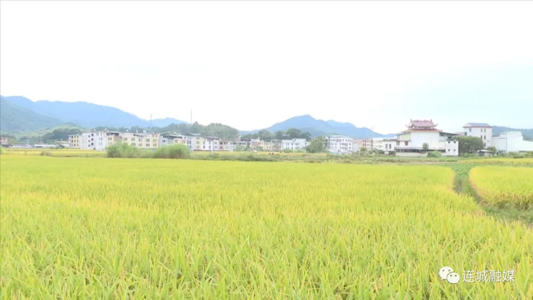 「全面推進鄉(xiāng)村振興」連城：9.3萬畝晚稻開鐮 機械化助力顆粒歸倉