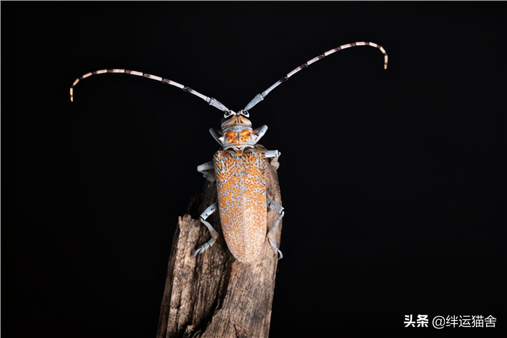 2021年天牛值钱吗?有人收吗?市场价大概多少钱一只?