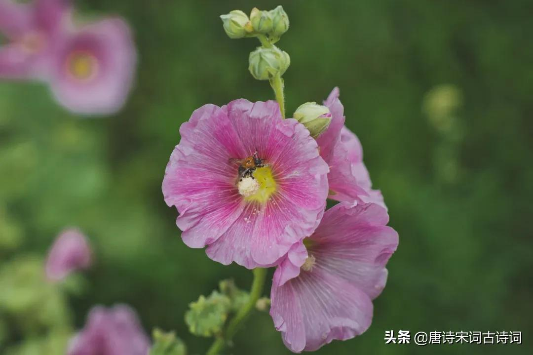 芙蓉花，醉了秋天