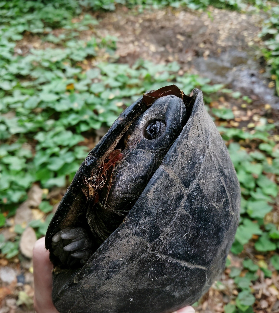 广西老乡捡到"山乌龟",背甲似墨,这是价值数千元的石墨龟?