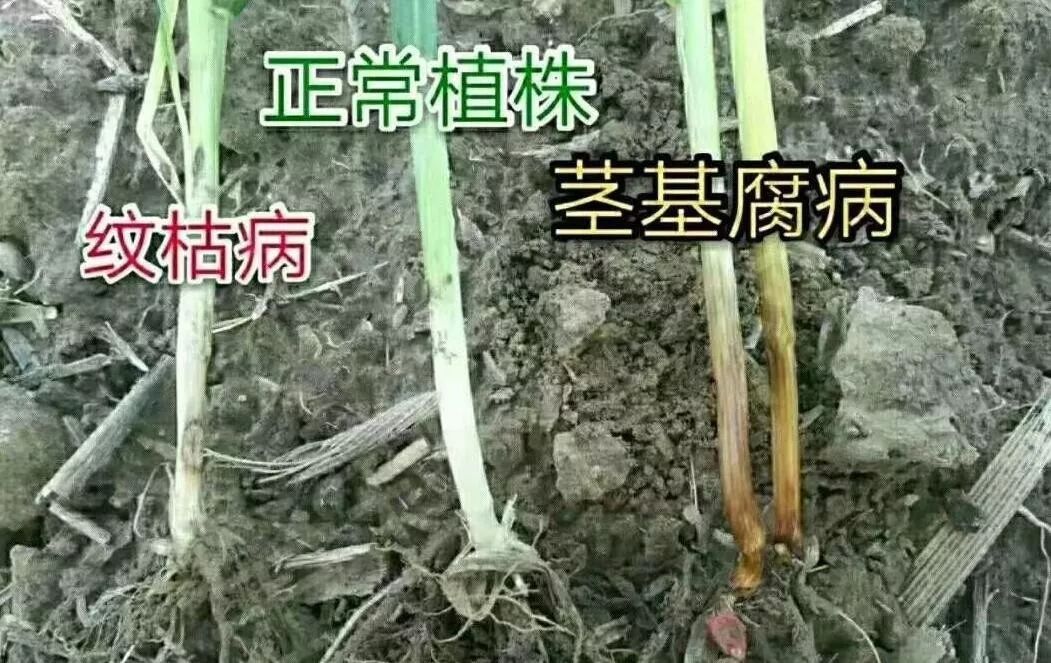 小麦茎基腐病（小麦茎基腐病的原因及防治措施）