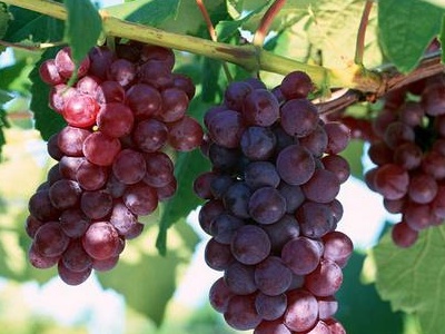 红提葡萄种植技术,红提葡萄种植技术与管理