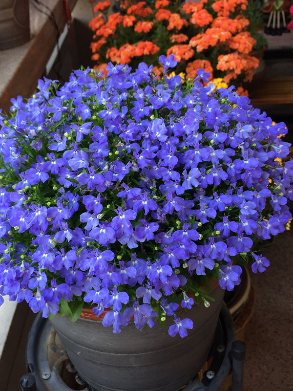 半边莲,容易爆盆的花,花期几个月,养护简单,适合阳台盆栽观赏