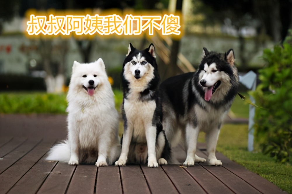 十大最笨狗狗排行榜：智商最低的六种犬类盘点