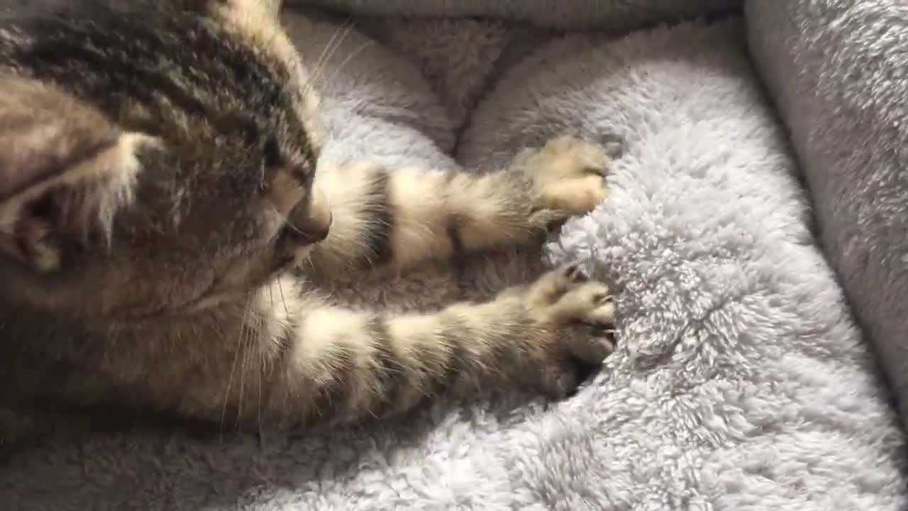 辟谣,猫咪踩奶不是因为思念母亲,猫咪踩奶时你该怎么做?