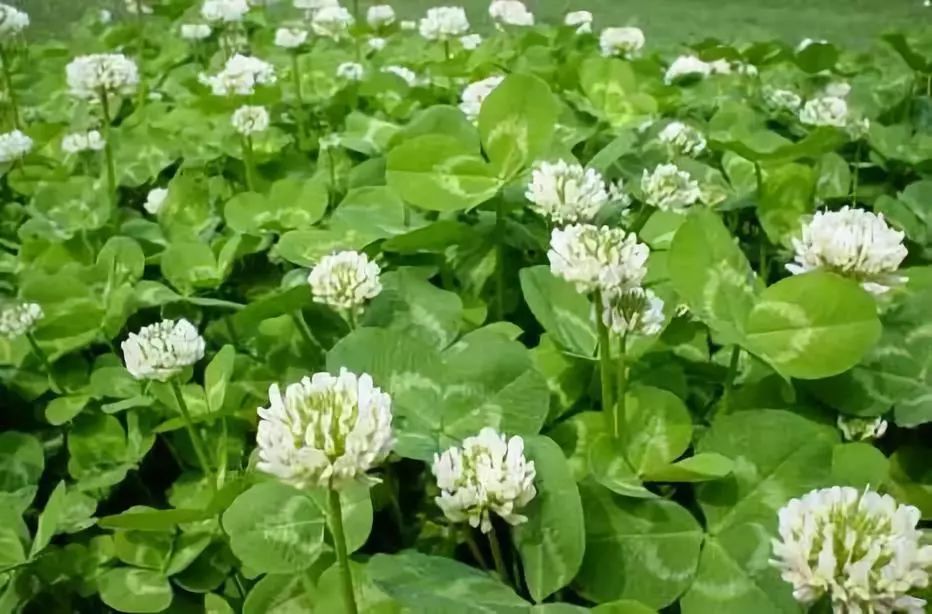 白花车轴草是三叶草吗（白三叶草植物的习性特征）