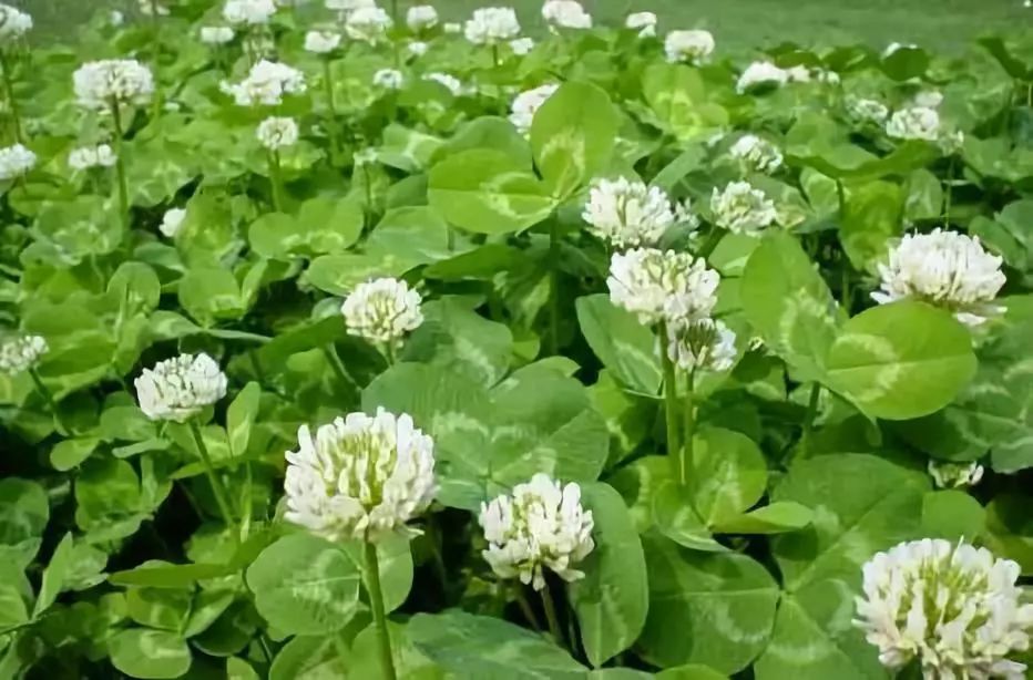 白車軸草中文名稱白車軸草別稱白三葉,白花三葉草,白三草,車軸草,荷蘭