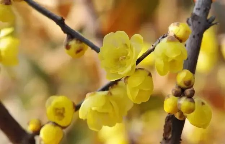 腊梅花开，暗香浮动，空气中弥漫着爱的味道
