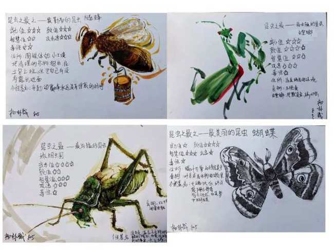 昆虫记动物介绍图图片