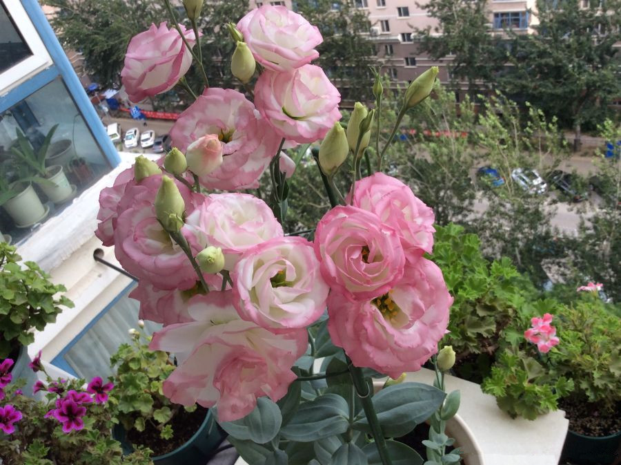 这朵花是世界名花，有“无刺玫瑰”之称，皮真的很容易养，还是盆栽佳品