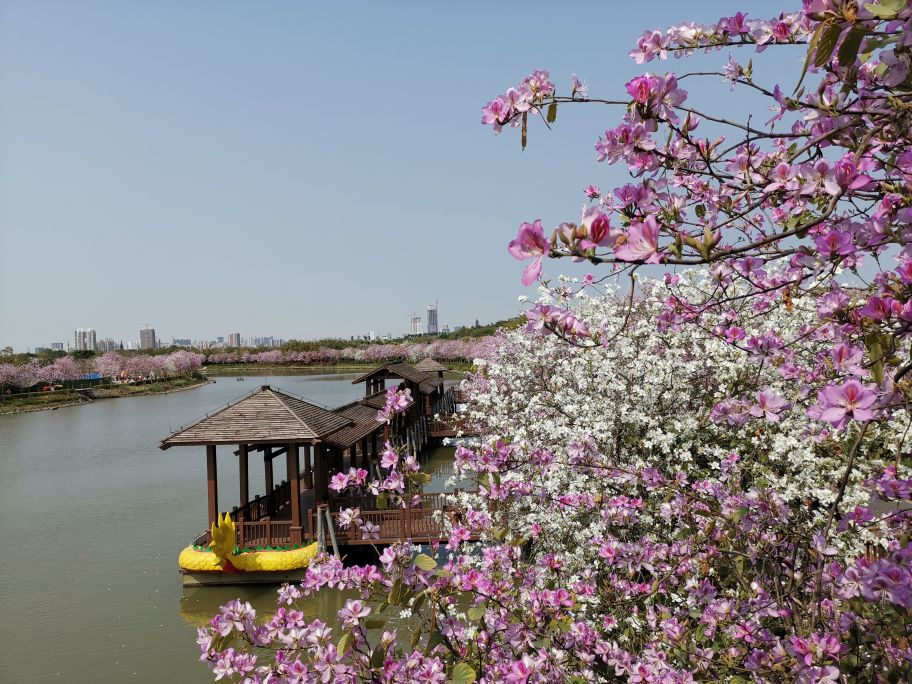 浓烈芬芳  春风十里赏花路  徜徉在广州海珠湿地的花海之中