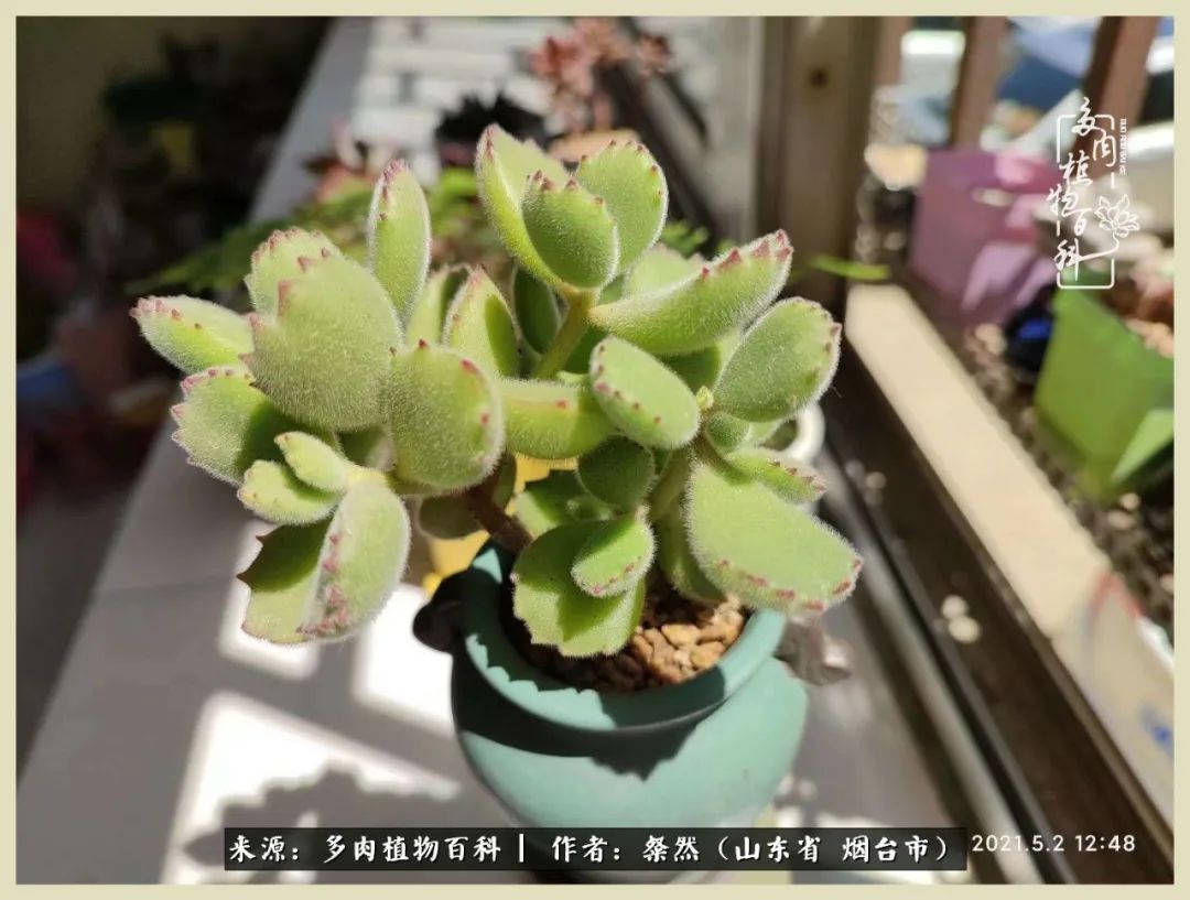 说说我的入坑肉“白牡丹”——让我欢喜让我忧