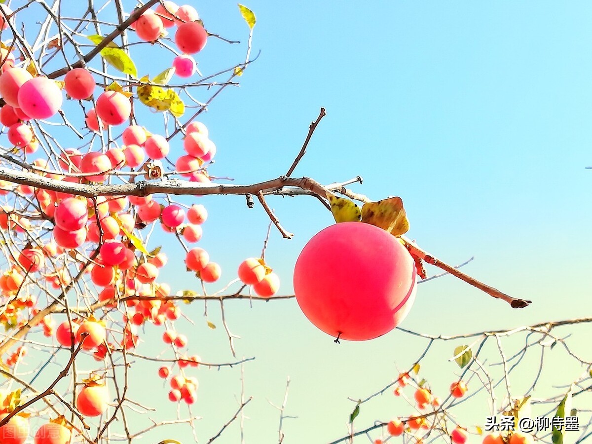 柿子的图片(枝头红柿闹) - 赤虎壹号