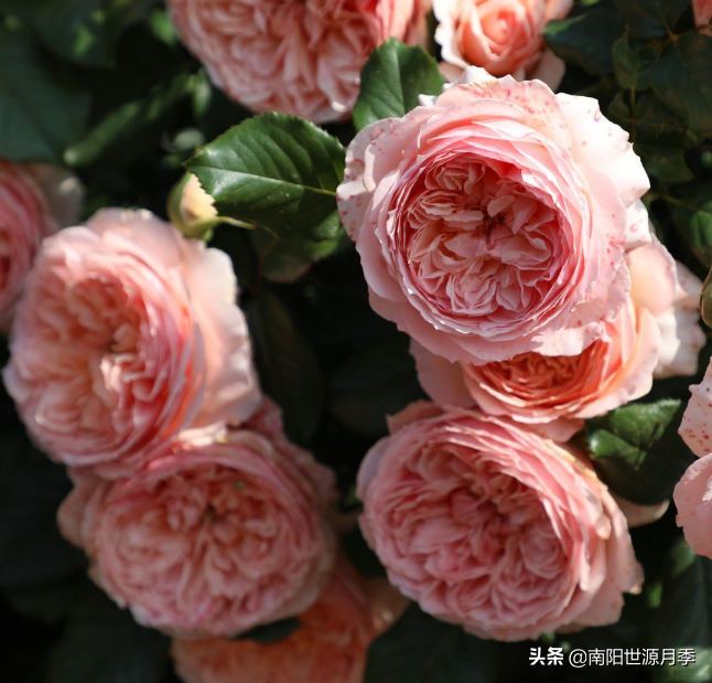 莫奈月季的优缺点（强烈推荐8款月季耐热耐晒）
