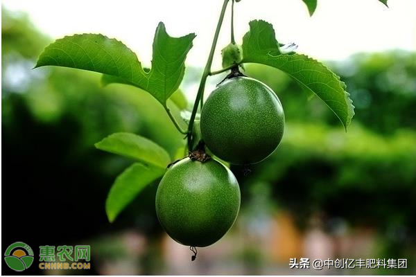 百香果几月份成熟上市（黄金百香果栽培技术）