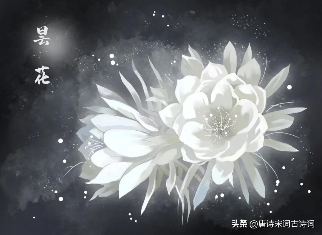 昙花：静态雪花堪比洁，幽香莲叶与同清