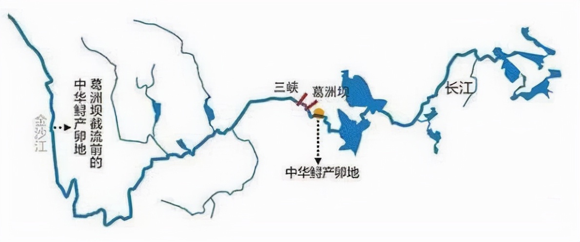 三峡水库蓄水18年，已成鱼儿天堂，水库中的鱼最大有多大？