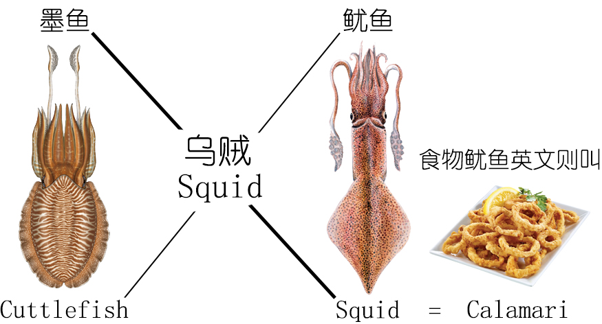 鱿鱼是鱼吗（鱿鱼的种类）