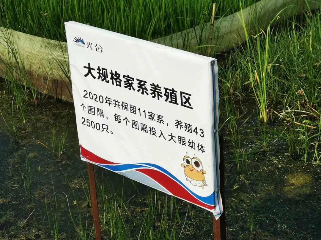 在鄱阳湖附近，大量的鱼因神经中毒而死去