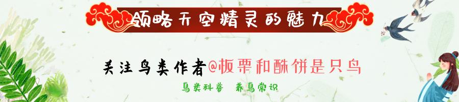 “千年的八哥，万年的鹩儿”，八哥和鹩哥看起来相似，养起来不同