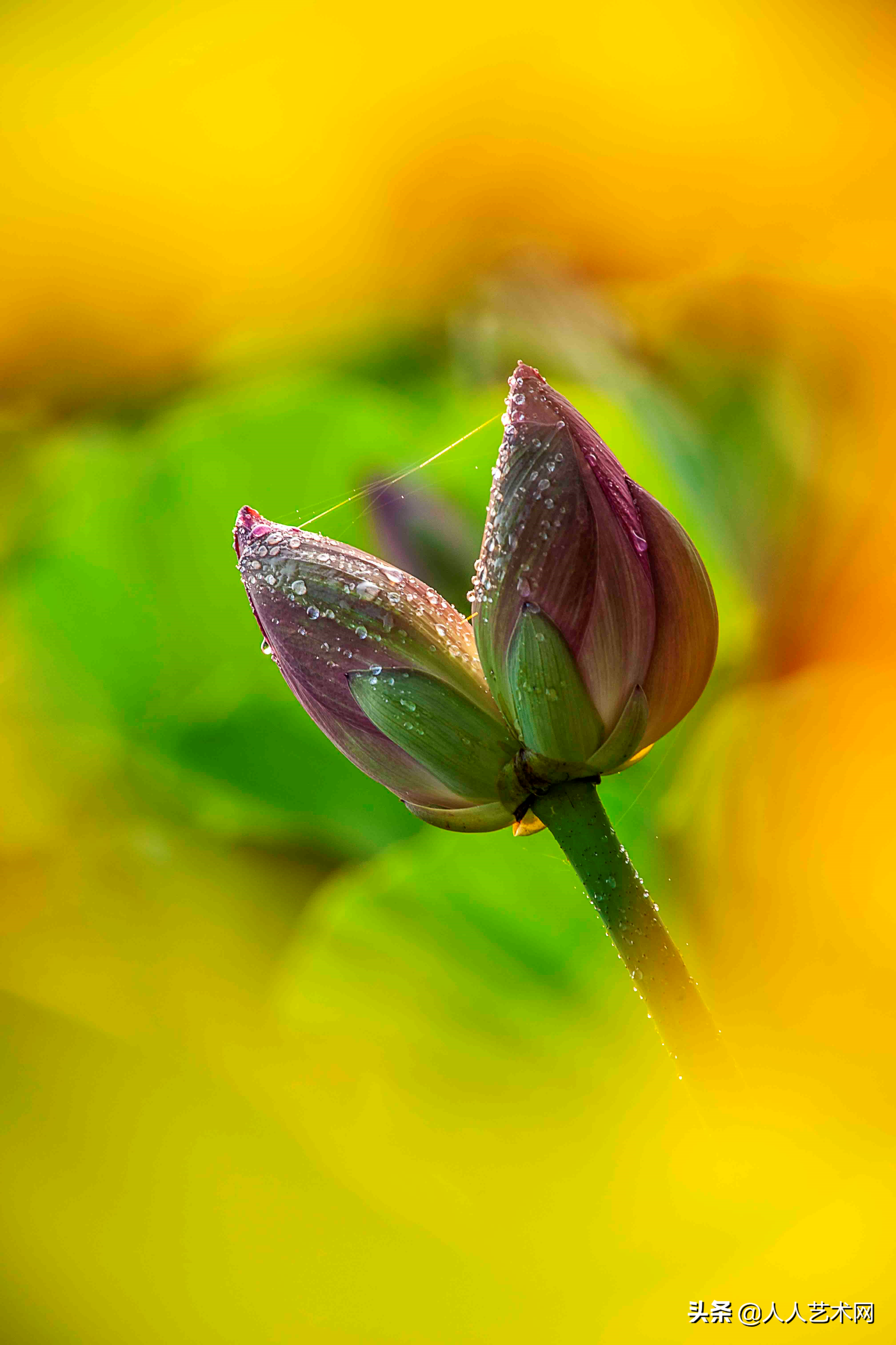 爱情像烟花一场