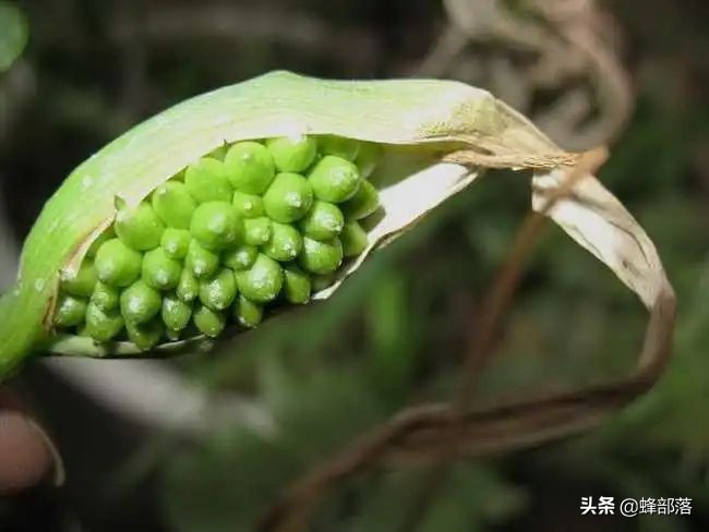 半夏多少錢一斤玉米地中和玉米搶營養的中藥材