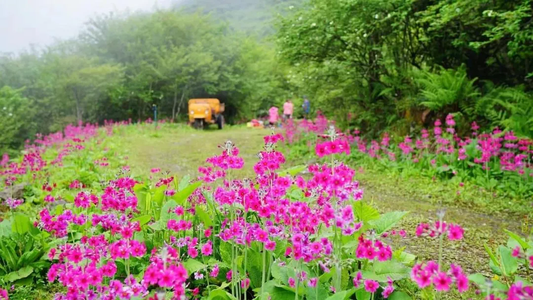 不收门票的世界级风景！赏万亩夏花、观云海日出…成都2天耍来回