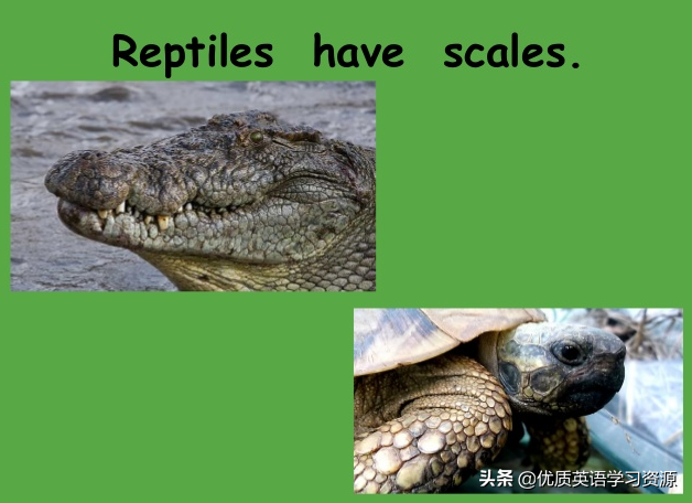 shells(英语原版阅读：Reptiles)