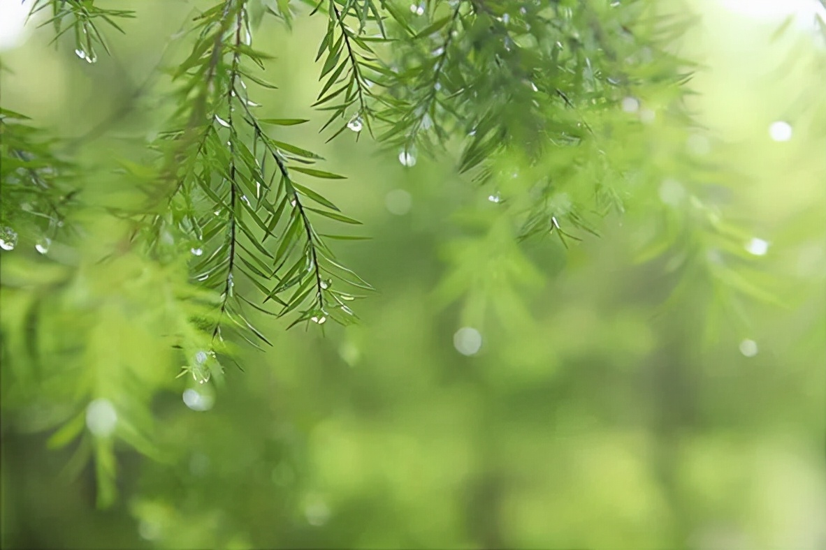 雨天做后期，还得绿一点