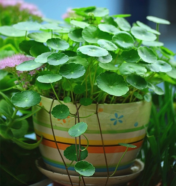 紫罗兰有毒吗（100种室内盆栽花草图鉴）