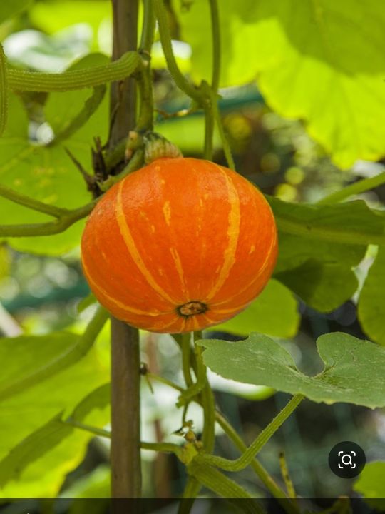 童年记忆之十五——充满童趣的菜园子