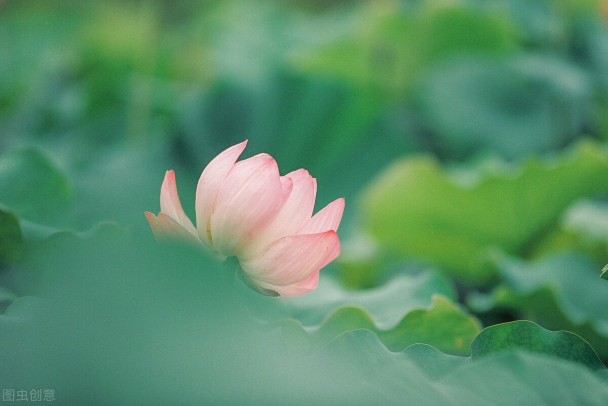 云水蒹葭，淡墨青花，炊烟袅袅几许，棠梨煎雪又落雨