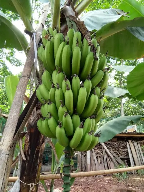 导致当时最受人们欢迎的"大麦克"香蕉品种全部灭绝,直到科学家培育出