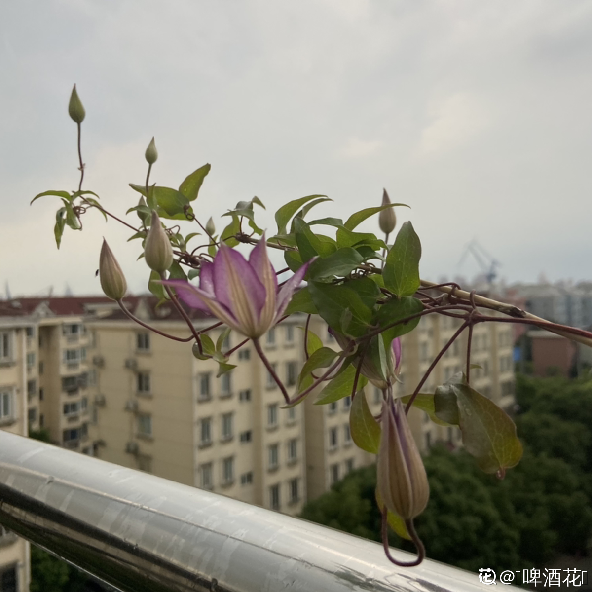 阳台上养什么花和植物好（9种花适合在阳台养）