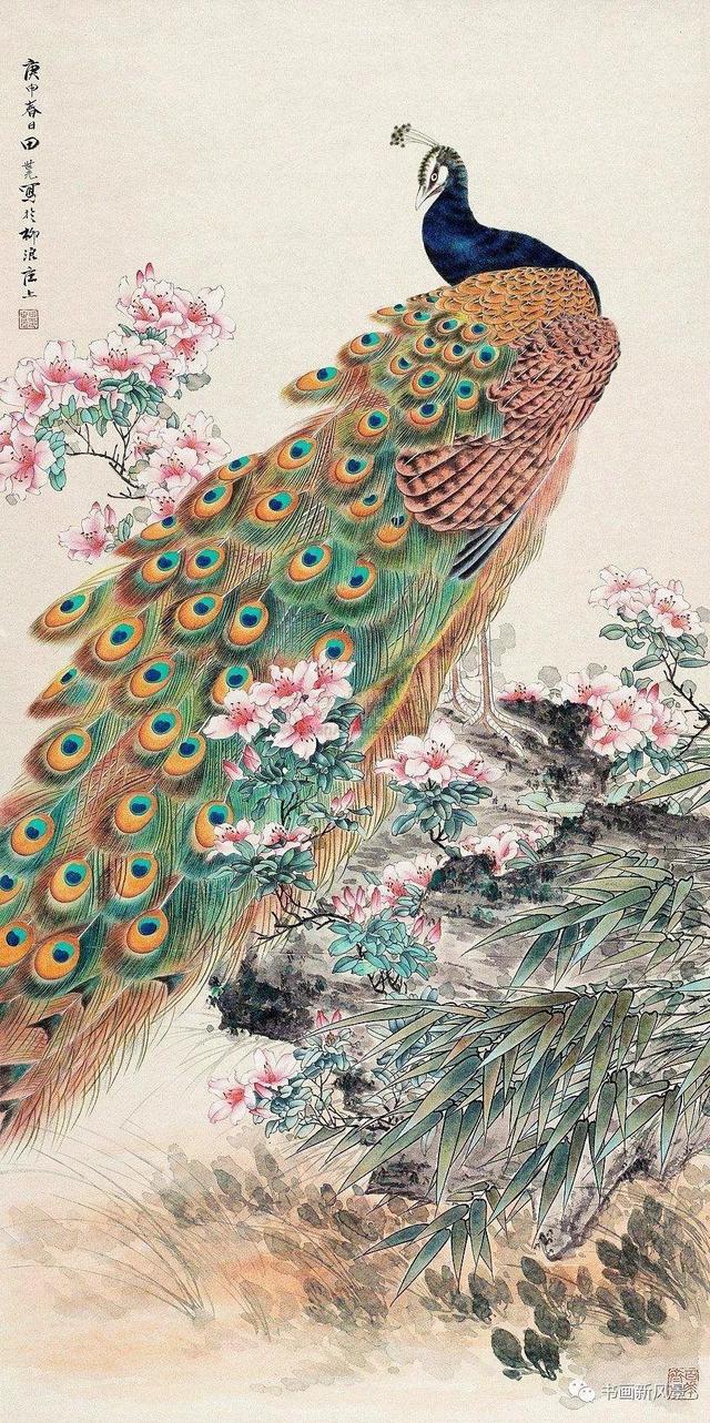 高贵,冷艳的白孔雀