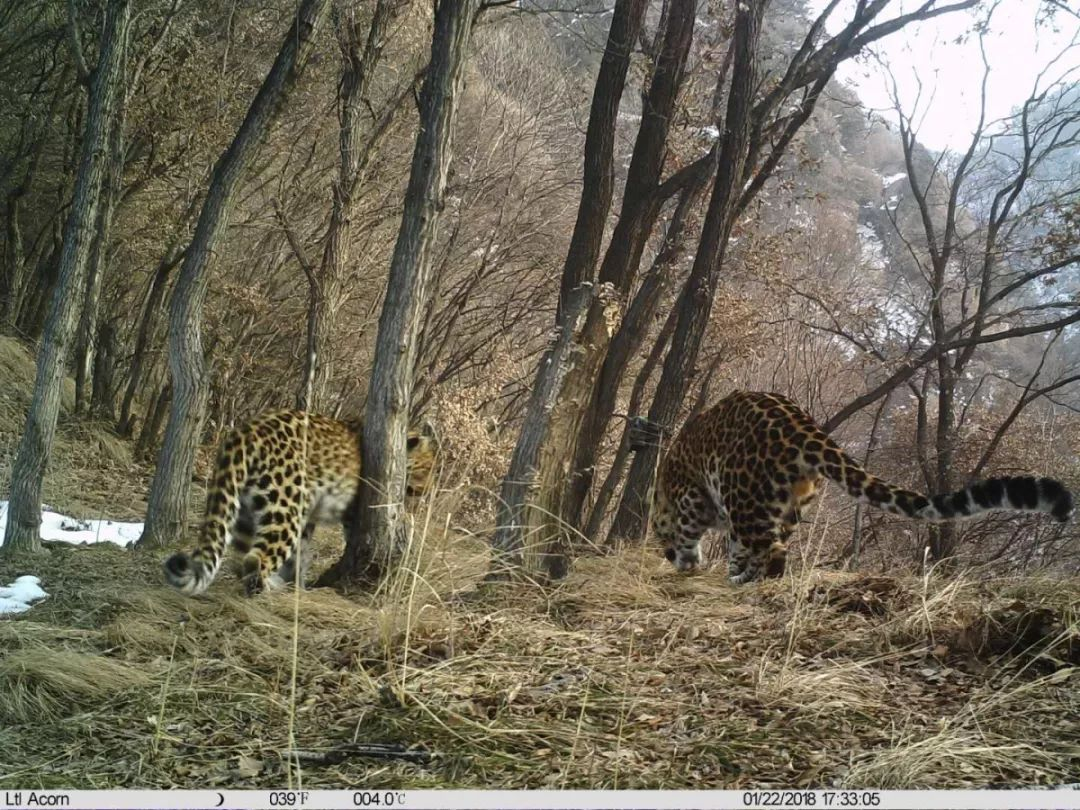 华北豹频频现身，为何仍难以控制当地野猪？豹子能打得过野猪吗？