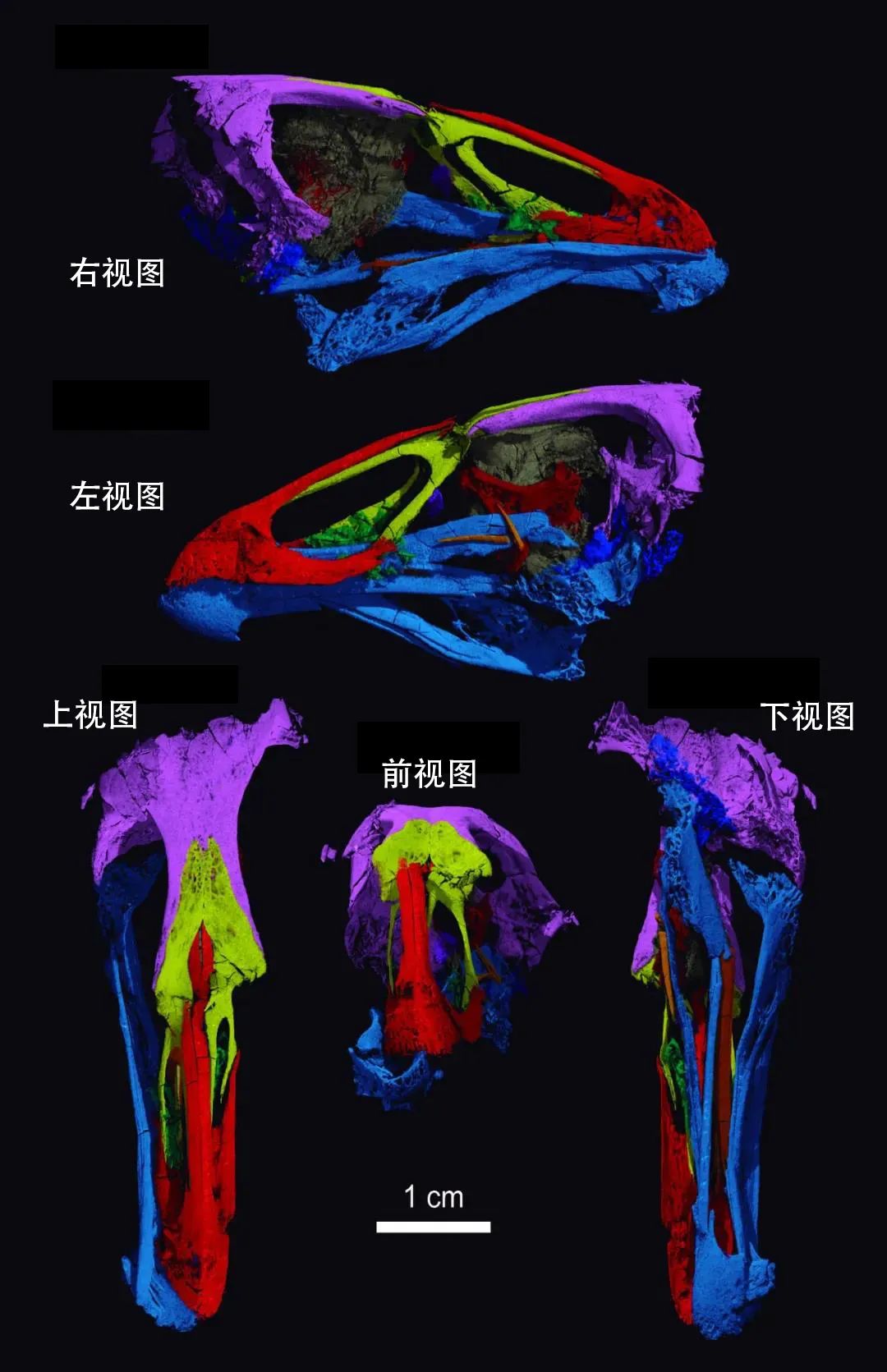 鸟类的祖先是什么（科学家发现最早现生鸟类祖先神奇鸡）