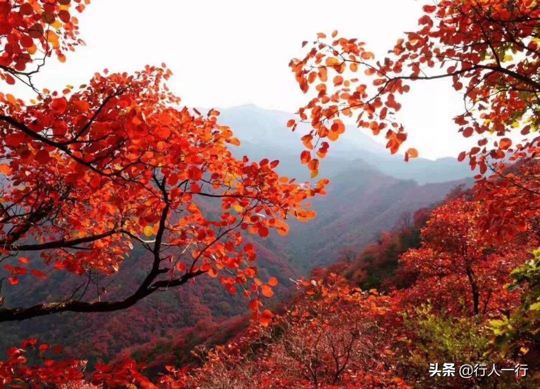 河南的秋天，这10大景区一定要去看看，每一处都美出仙境，还免费