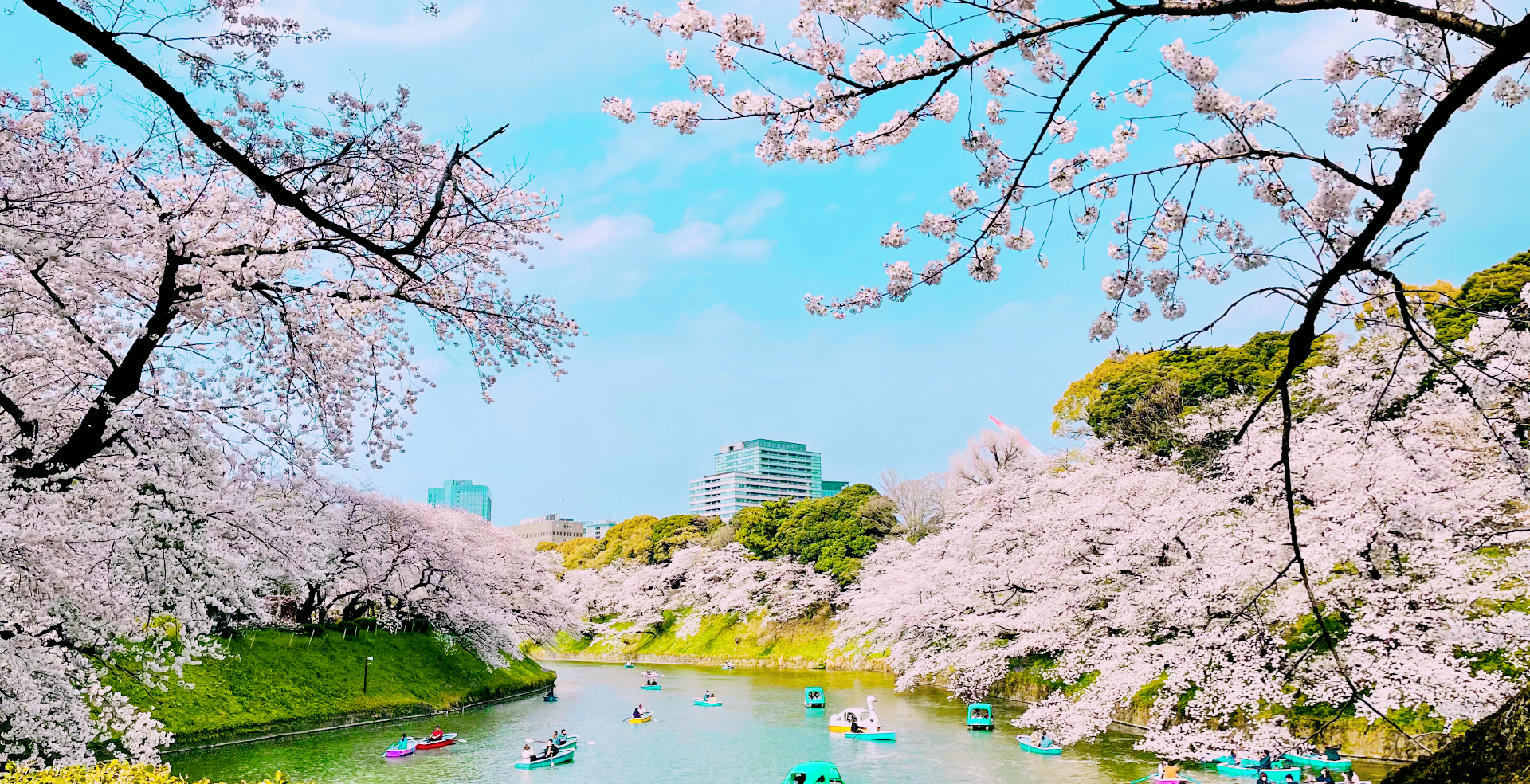 千鸟之渊盛开的粉色樱花,如"花雪"随风而动