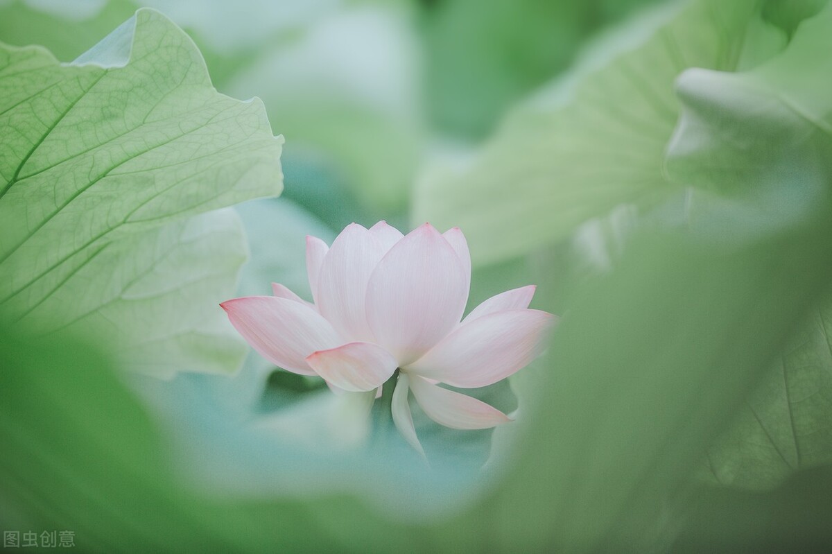 寒灯纸上，梨花雨凉，笙歌不见故人散，我等风雪又一年