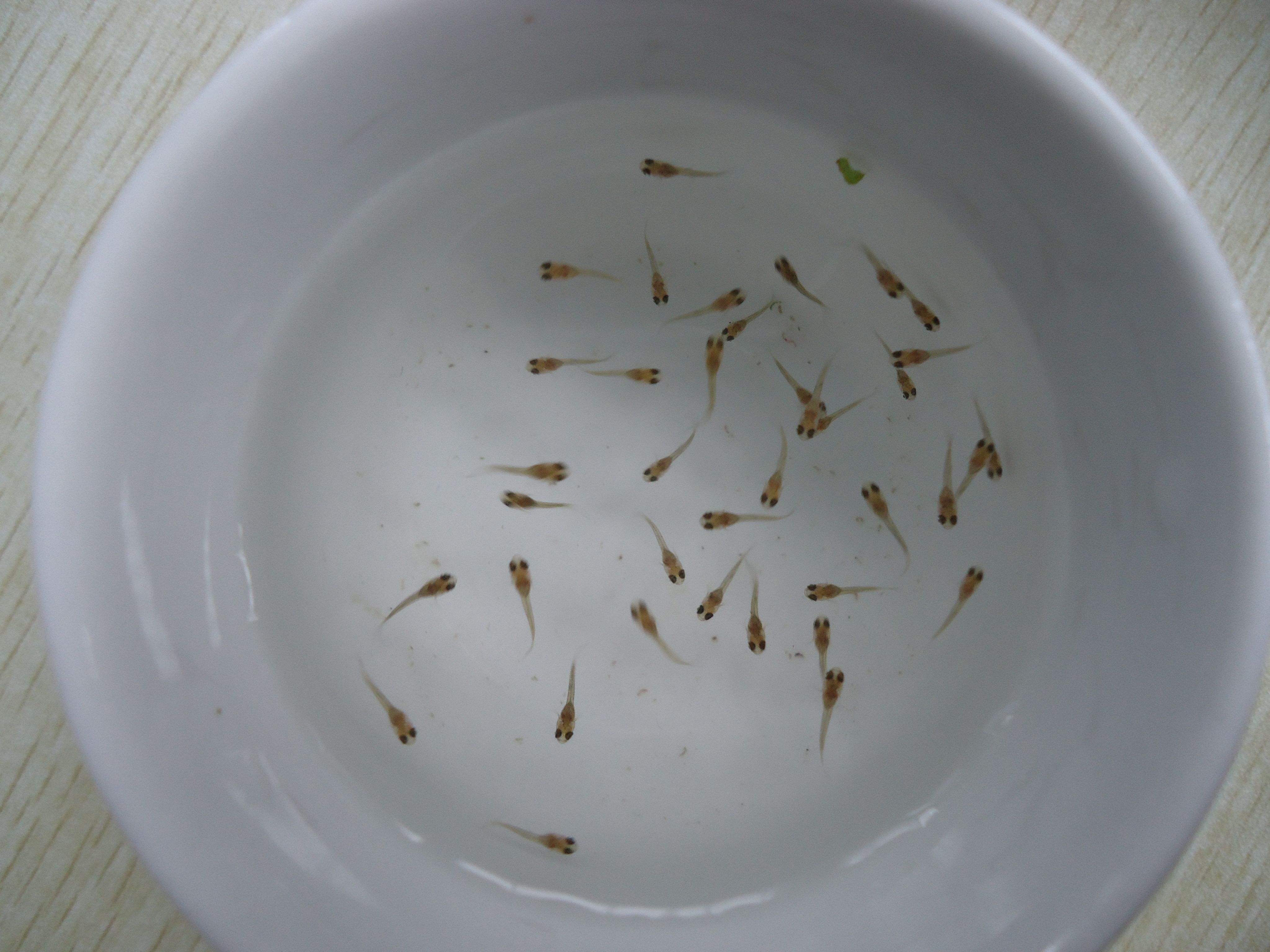 同时,小鱼苗的饲养密度也要注意,不能太多,太多了