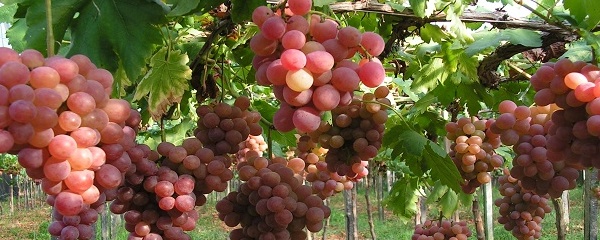 紅提葡萄種植技術(shù),紅提葡萄種植技術(shù)與管理