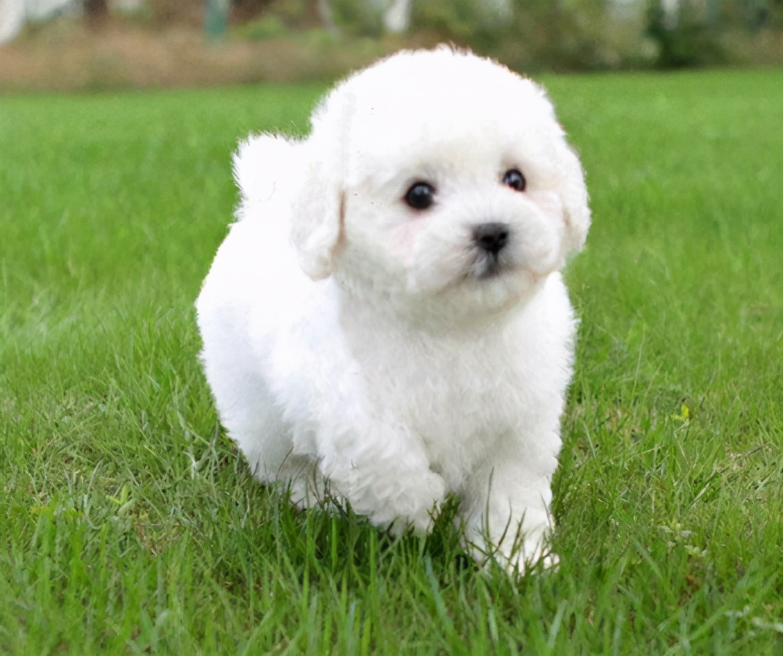 把"小比熊"带回家,这8件事情,一定要注意