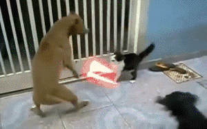 奶牛猫的性格特点（牛奶猫的六个性格特点）